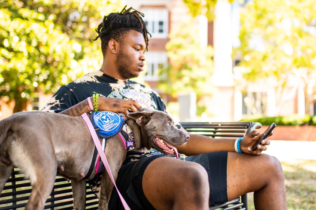 Memphis Football tweet media