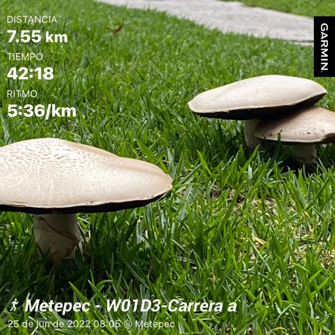 Run_Runner_'s tweet image. Metepec @RnRMexico
@garmin @garminmexico #garmin
@adidasrunning @adidasmexico @adidas 
#beatyestarday #runningmotivation #runhappy @corresinlimite2 
@retodealtura @runrocknroll @runplanet #loverunning