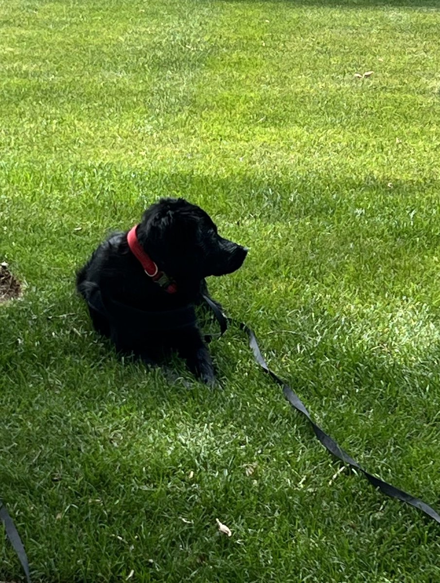 Chilling with my dog