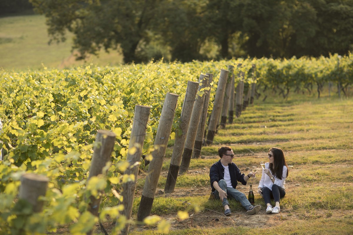 VisitKent's tweet photo. Whether it's a picnic at glorious @Gusbourne or a stroll among the picturesque vines of @ChapelDownWines, there's a way to enjoy #EnglishWineWeek in Kent 🍇🥂 Not sure where to start? Allow us to help: https://t.co/HilCK4ohPw https://t.co/0AFvKZD1dc