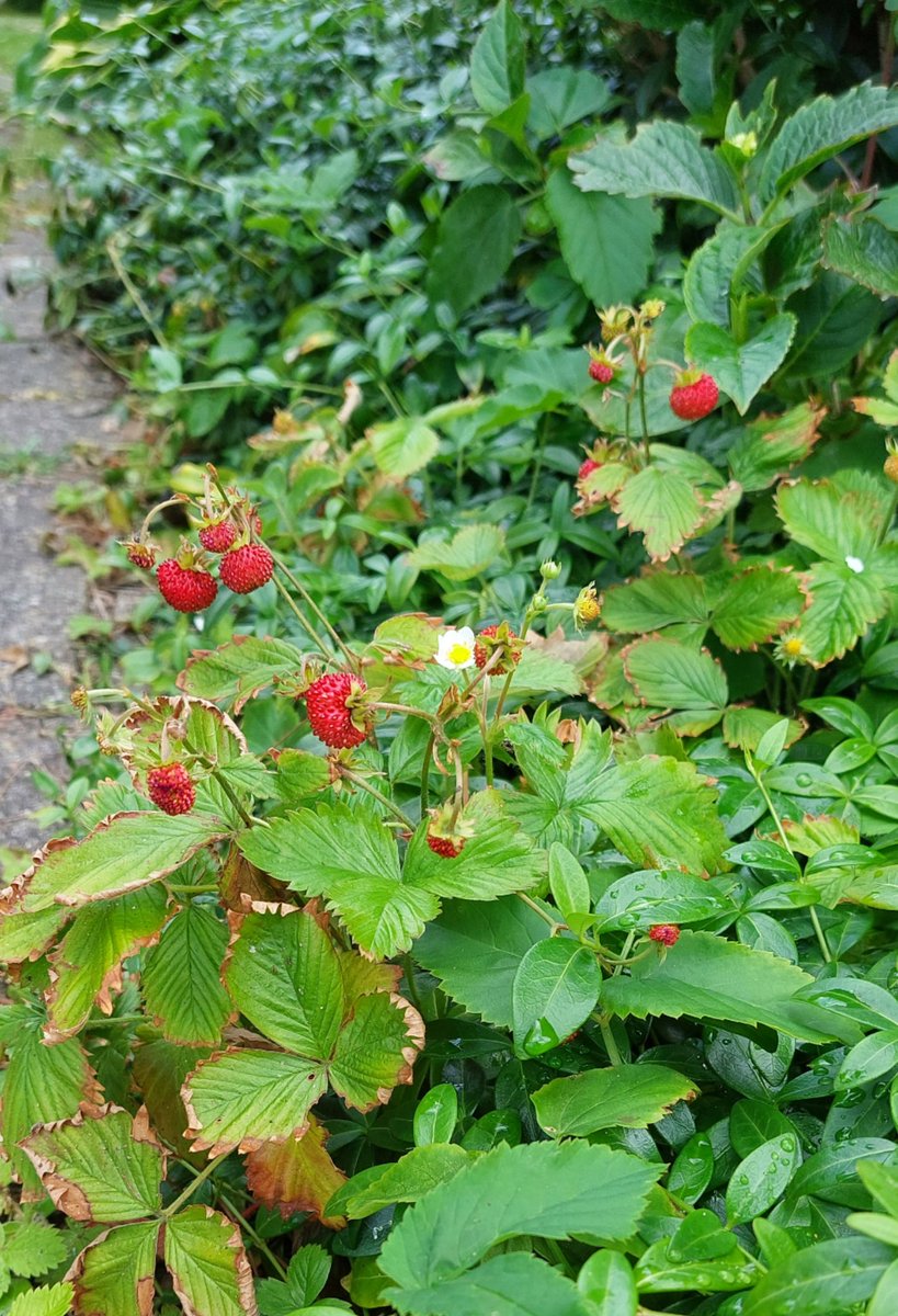 our strawbbies are here !!