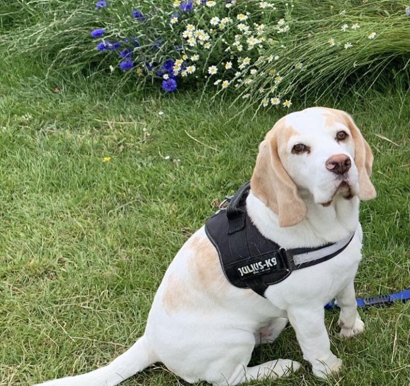 WirralBeagles's tweet photo. Wake up and smell the flowers 💐 https://t.co/SZ3JTt8tED