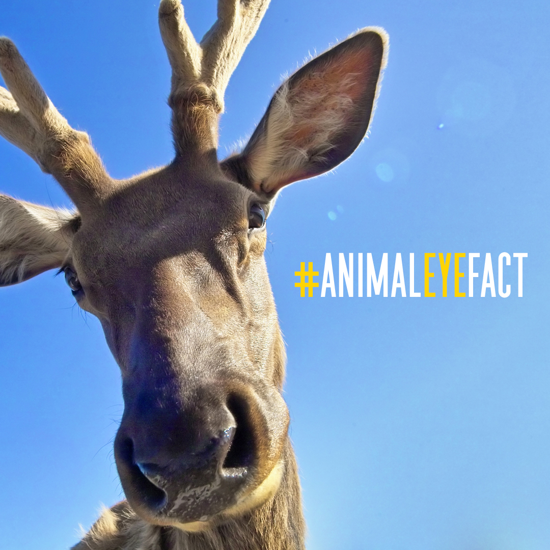 #dyk reindeer's eyes glow in the dark? The back of their eyes also changes color from gold to blue in winter months. This color change scatters light through photoreceptors in the back of the eye and increases the sensitivity of the retina due to limited winter light.