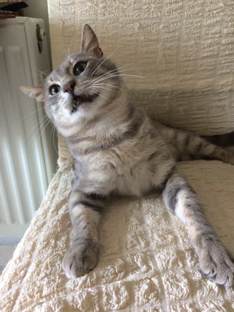 Samir_Zoltrix's tweet photo. King Zoltrix. ❤️🧿🇹🇷😻
#CatsOnTwitter
#zoltrix https://t.co/SqzN82HDXQ