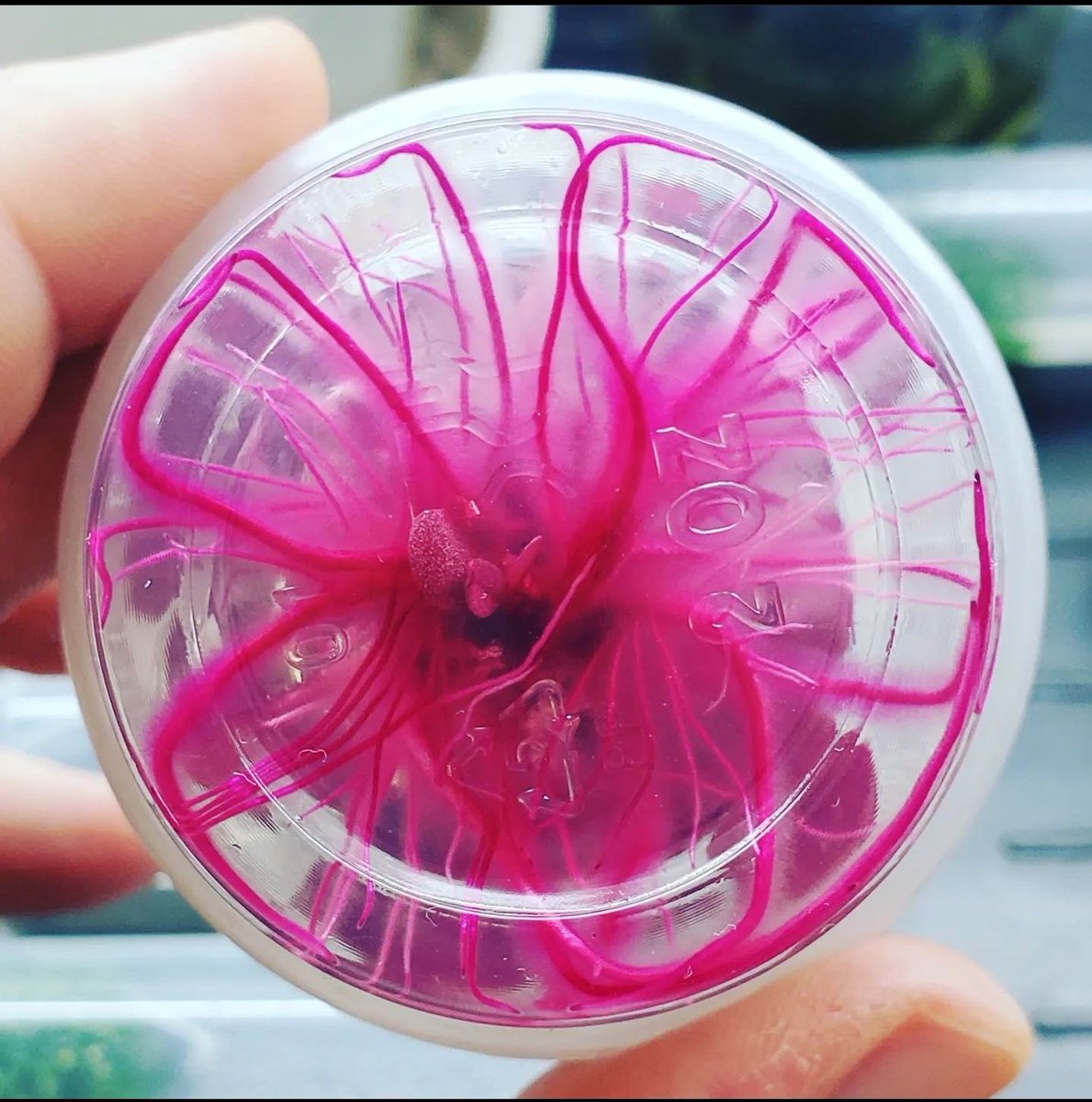 Sebastian S. Cocioba🪄🌷 (@atinygreencell) on Twitter photo Still can't believe how stunning these RUBY tobacco roots are. Truly endless forms most beautiful. A great convo with <a href="/allybear64/">Ally MacLean</a> got me inspired to play with rooooooooots. Can't wait to get back to land plant work once the lab relocation finishes. Still can't believe how stunning these RUBY tobacco roots are. Truly endless forms most beautiful. A great convo with <a href="/allybear64/">Ally MacLean</a> got me inspired to play with rooooooooots. Can't wait to get back to land plant work once the lab relocation finishes.