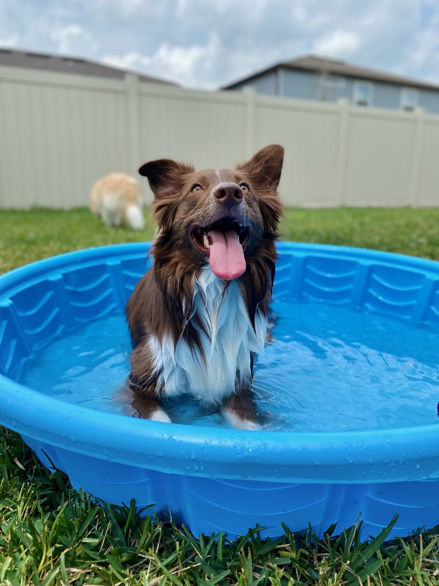 thesaber20's tweet photo. Pool day! #Aussie #DogsofTwittter https://t.co/YfVqlDJYhD