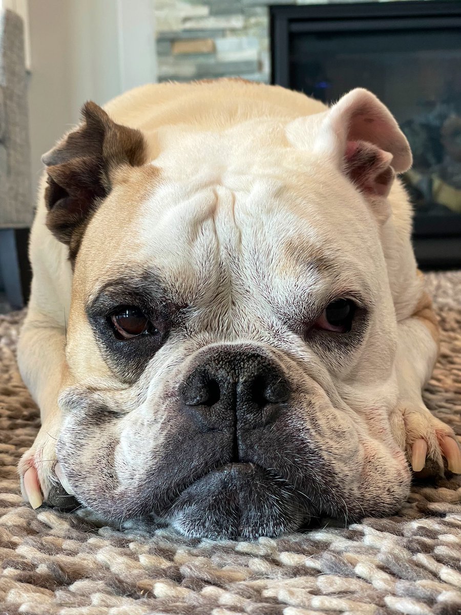 bulldoggeguy's tweet photo. I had to say Goodbye to my family this morning.  It was a great 10 yrs and we got to be together before I left.  My Dad said I was the goodest boy ….      Hug your Bulldogs tight and think of me https://t.co/y9pFgAnL5x