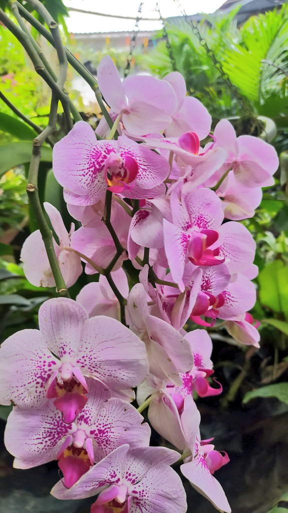 KarlosPrez8's tweet photo. Que más hermoso arte que lo natural, de colores, de pétalos, de vida.
#flores #orquidea #kpez #letras #Flowers https://t.co/A5N1fExs05