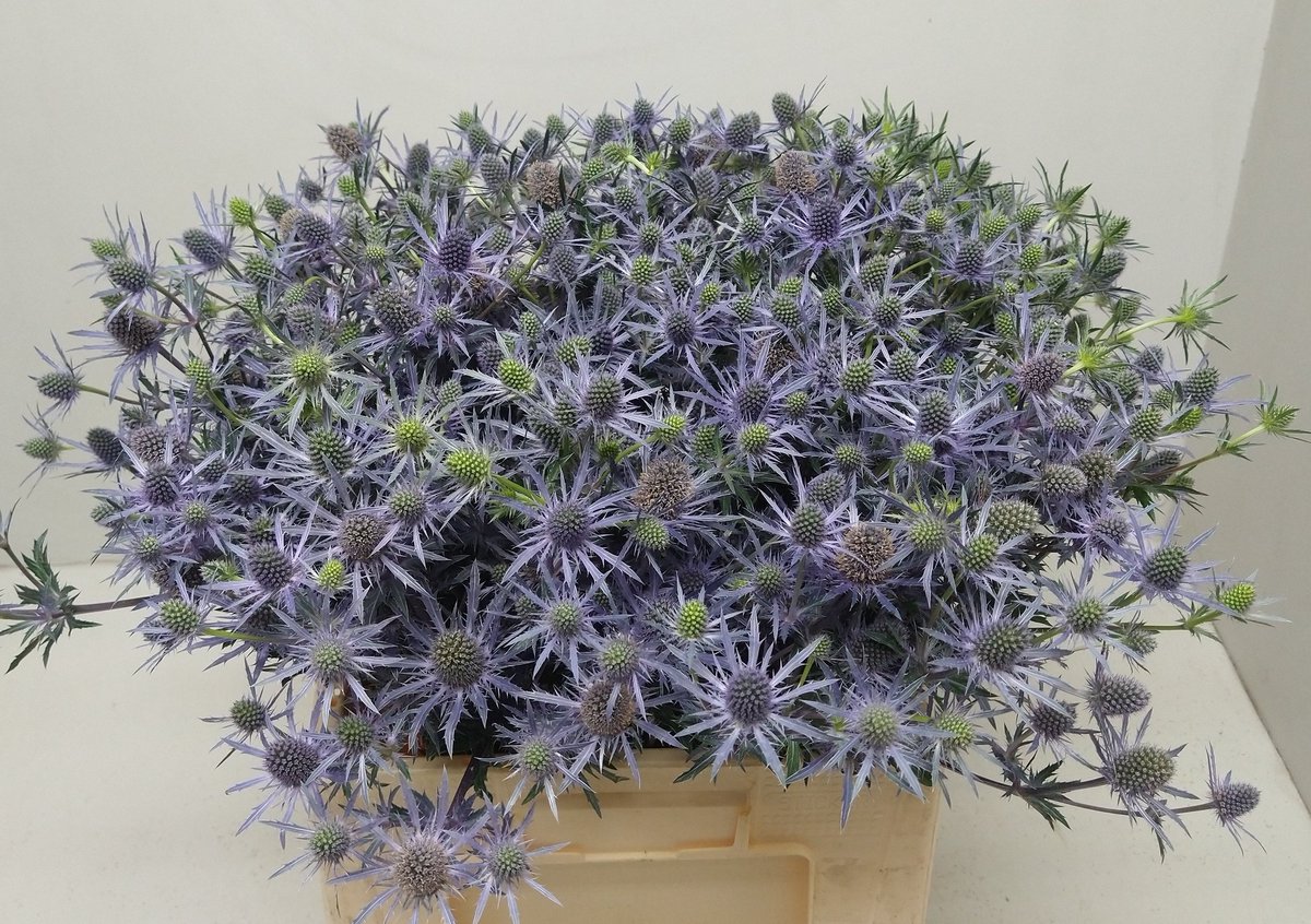 Adrie Klaasse Bos tweet media