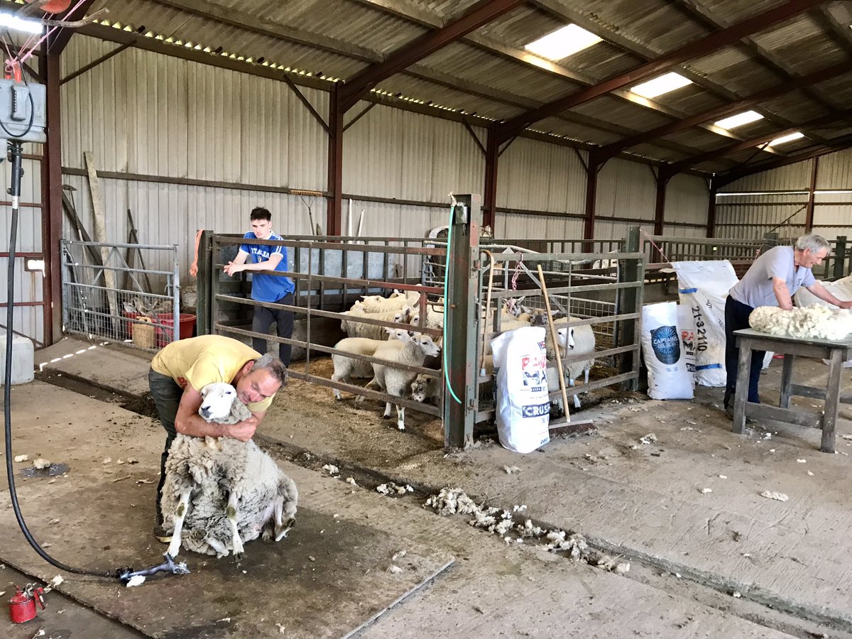 The Dream Team 💙🐑 #3generations #shearing2022 #club20to76 💪🏼