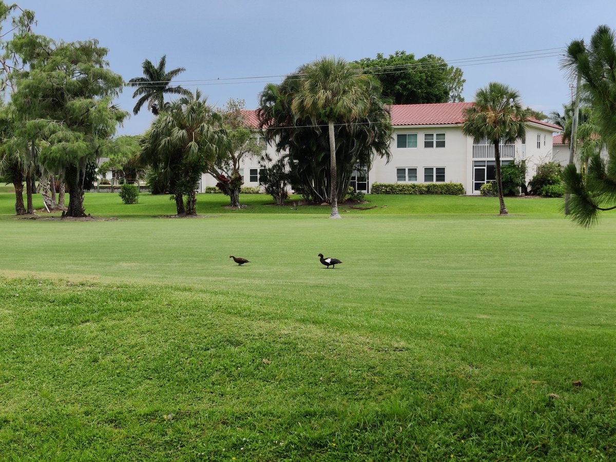 RojekRealtors's tweet photo. The ducks showed up to our #OpenHouse at #EmeraldGreens unit D103 in #NaplesFlorida. They came via Hole 3 of #QuailRun, but you can come by car just off #PineRidge at 992 Woodshire Ln today and tomorrow from 11am-4pm!

Serene 2br/2ba at $365,000

https://t.co/Bq30VcxXBr https://t.co/yUWhRX3HCX