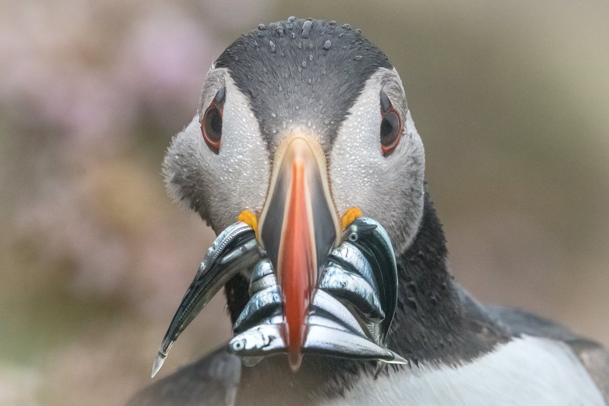 nicolnicolsontv's tweet photo. Some #Shetland #puffin stuff from the past few days. Because you can’t go wrong with Shetland #puffins. @VisitScotland @nature_scot https://t.co/D1iAGqfSQZ