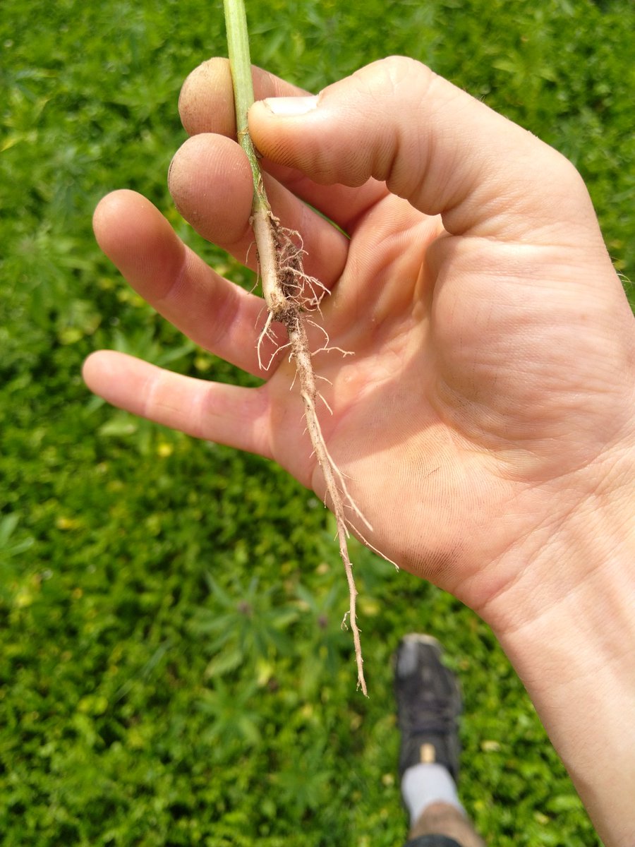 So we have a monumental 'living mulch' of various broadleaf weeds in one of the hemp crops this year. It's pushing on now though and not too phased by the dry soil either (huge taproot forming). 

#usebritishhemp