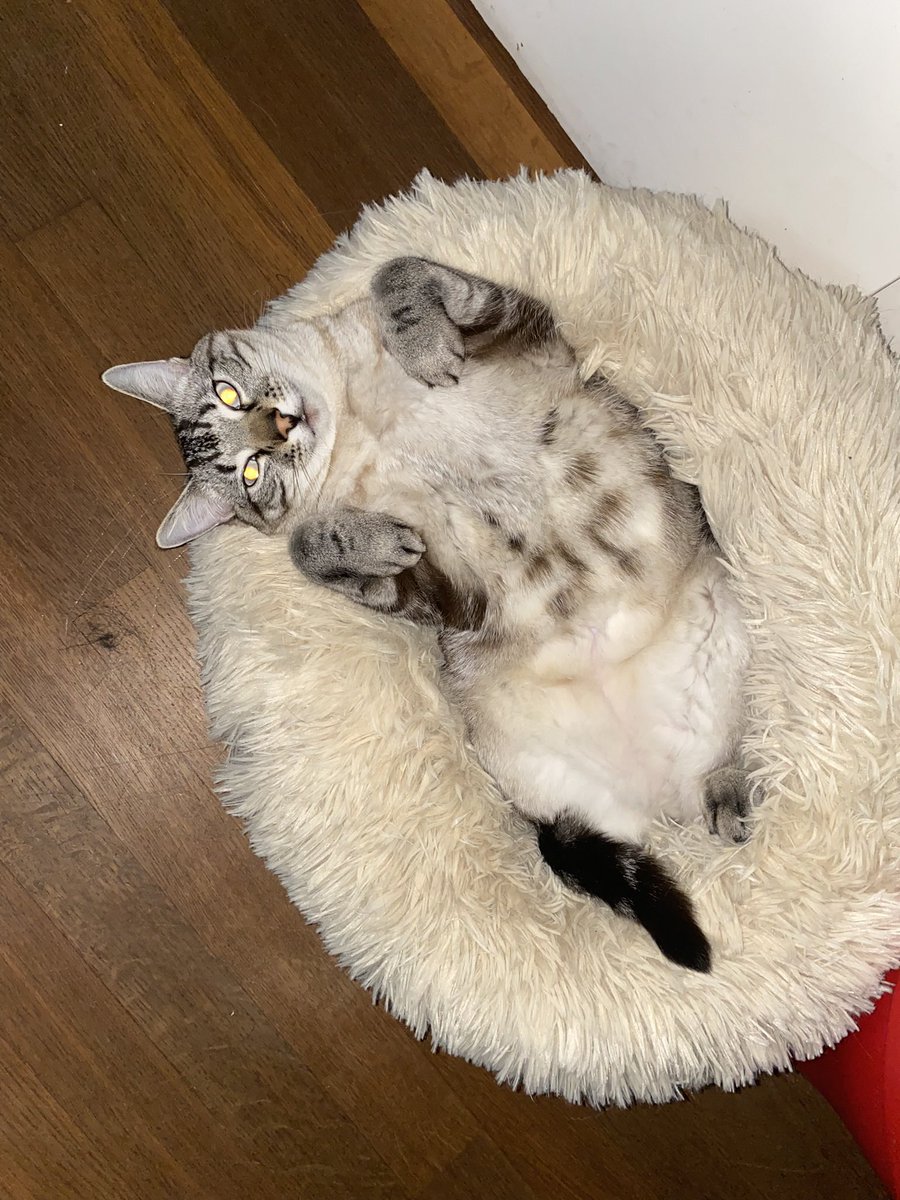 au_thil's tweet photo. @PatrickAdemo Voilà , Corona 😽 https://t.co/JUPOy0RdHz