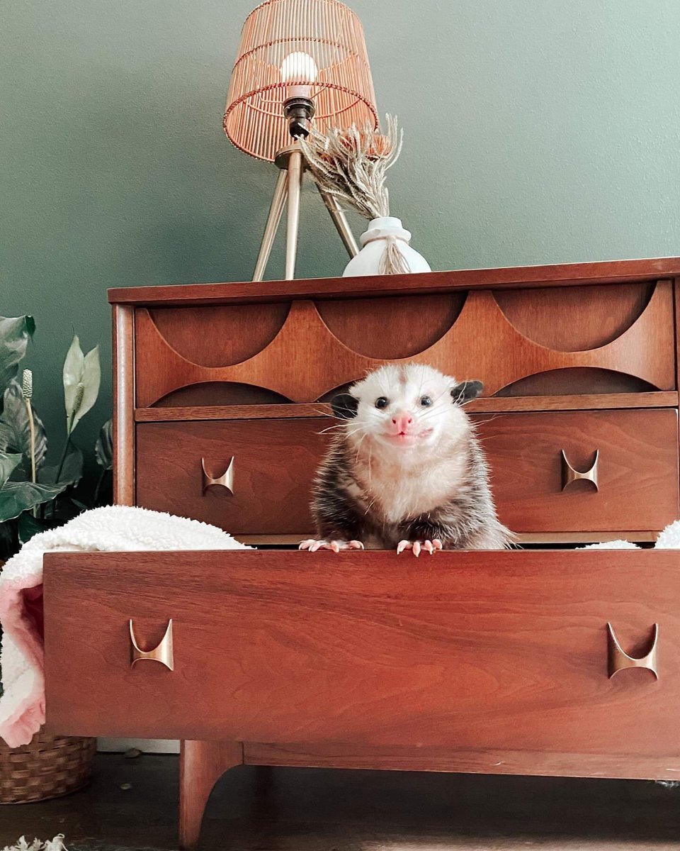 TheDailyPossums's tweet photo. https://t.co/ECTF5PoBH1