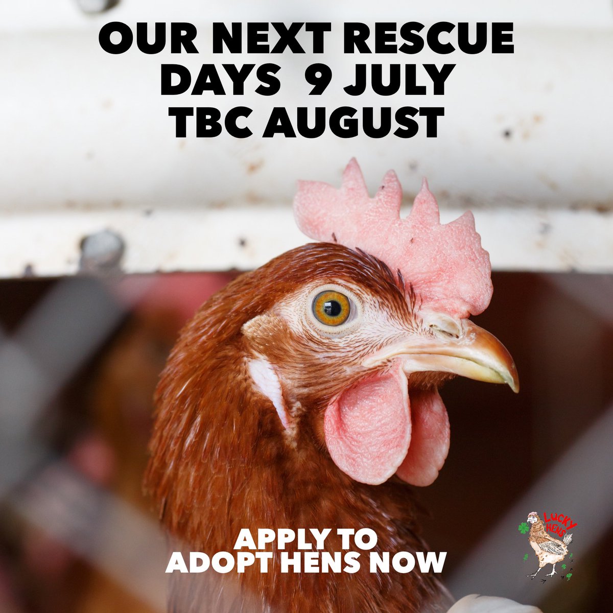 Lucky Hens Rescue 🐔 tweet media