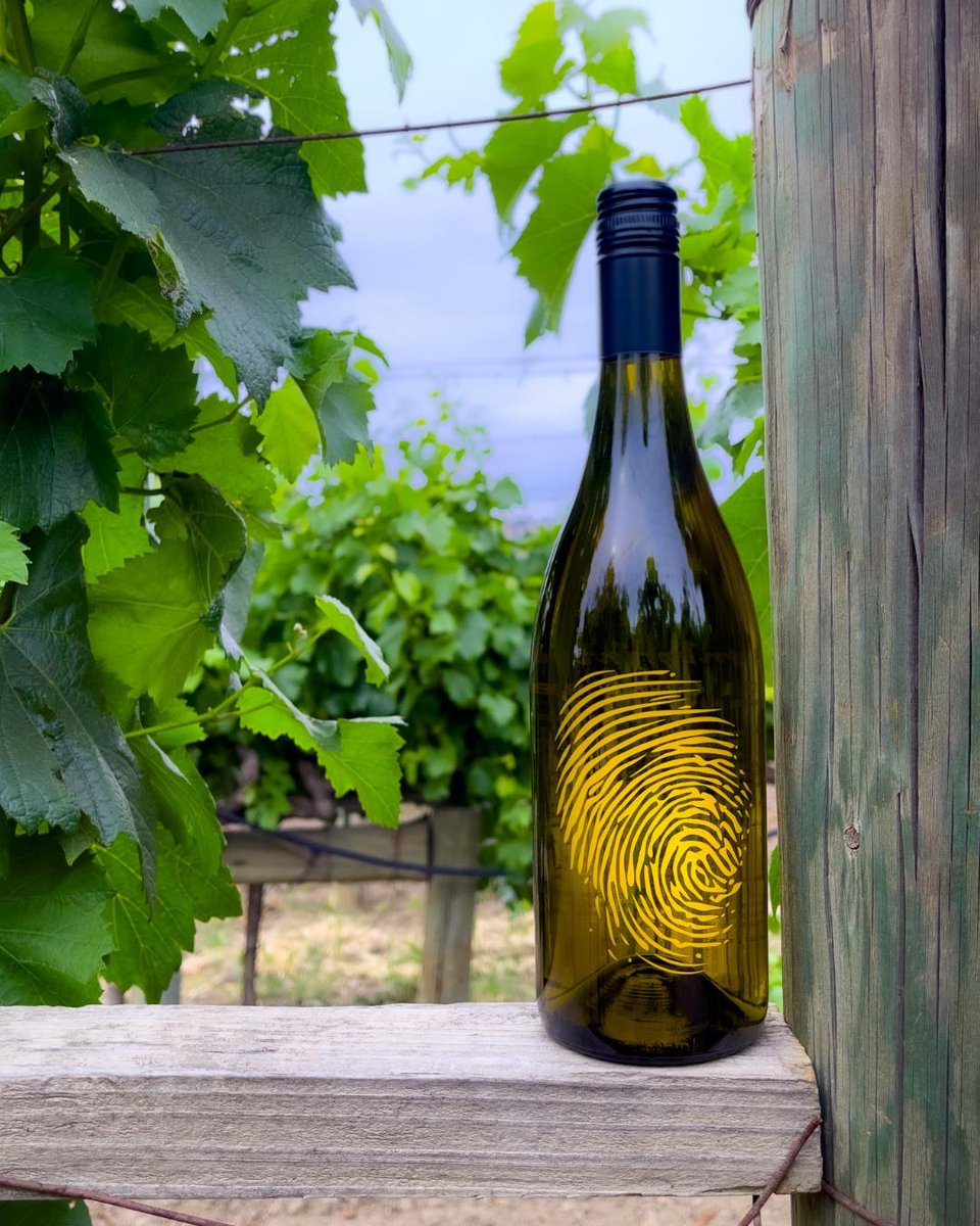 🟡“When in Rhône…. Grenache Blanc?”🟡 The saying goes something like that right? Errrm, could a be another city.🤷🫣 2021 Grenache Blanc Russian River Valley, Sonoma County Catie’s Corner