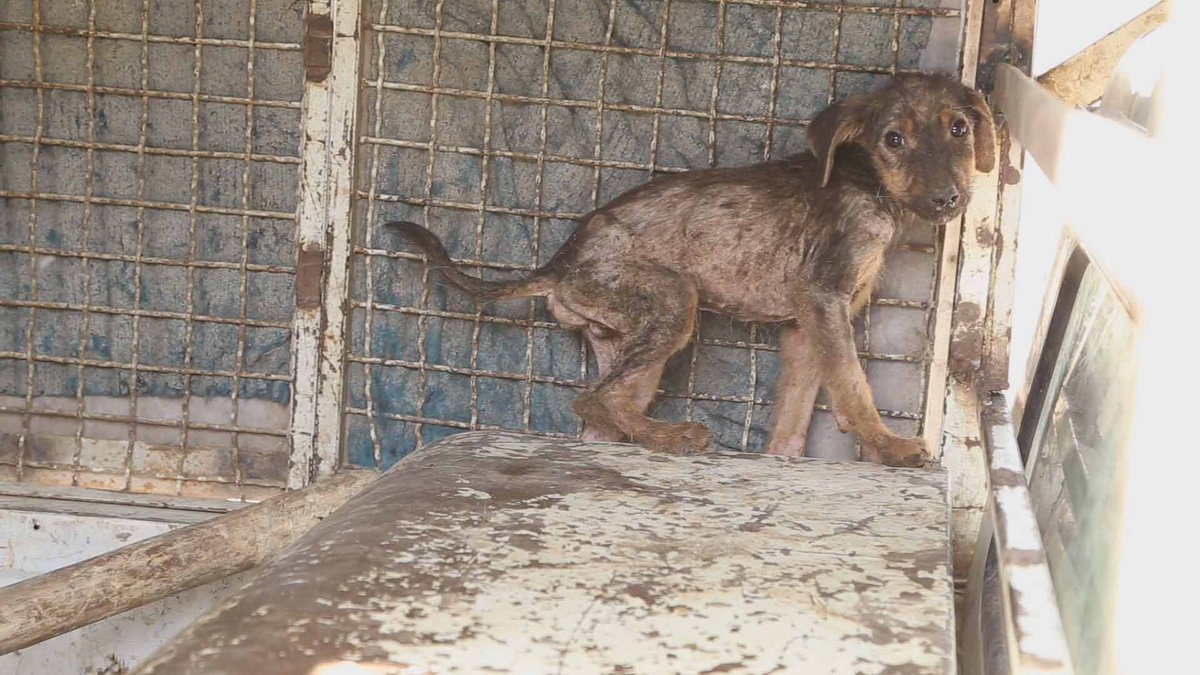 Animals suffer as much as we do. True humanity does not allow us to impose such sufferings on them. It is our duty to make the whole world recognize it...

#dog #animals #NFTCommunity #opensea