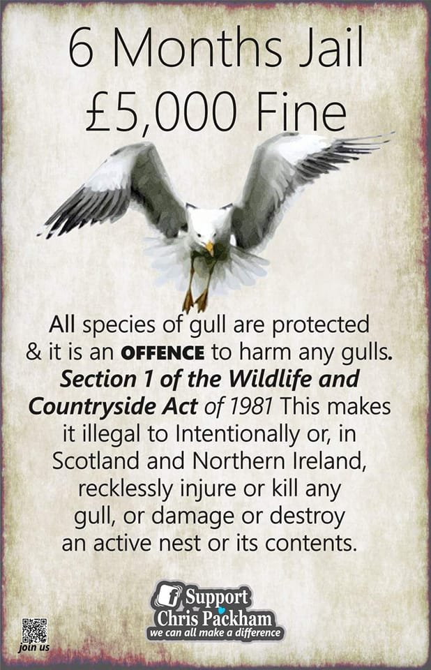twizzle36's tweet photo. Gulls do not deserve the cruelty that humans inflict on them. It has got worse since the Avian Flu outbreak. People think it's OK to hurt them, when it's not https://t.co/iAgb2G0J0i