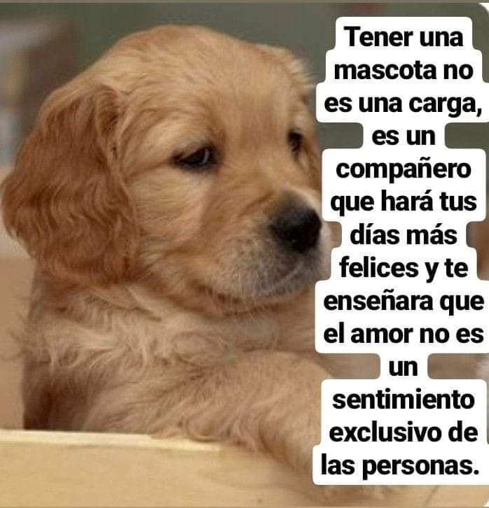 mrgr2011's tweet photo. 🙏🐶🙏🥰🥰🤗🤗¡Adorable perrito https://t.co/fm2HMOpI4P