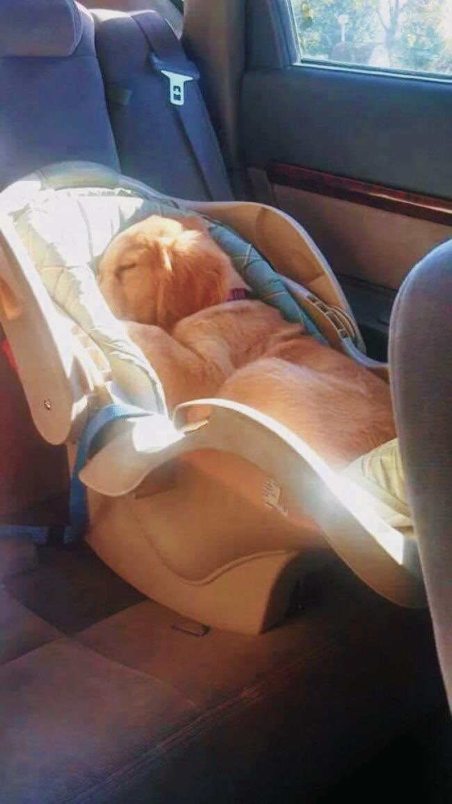 DiloConPerritos's tweet photo. Mi mamá: Nada de perros en esta casa.

Mi mama también: https://t.co/BEy8BuRtgn