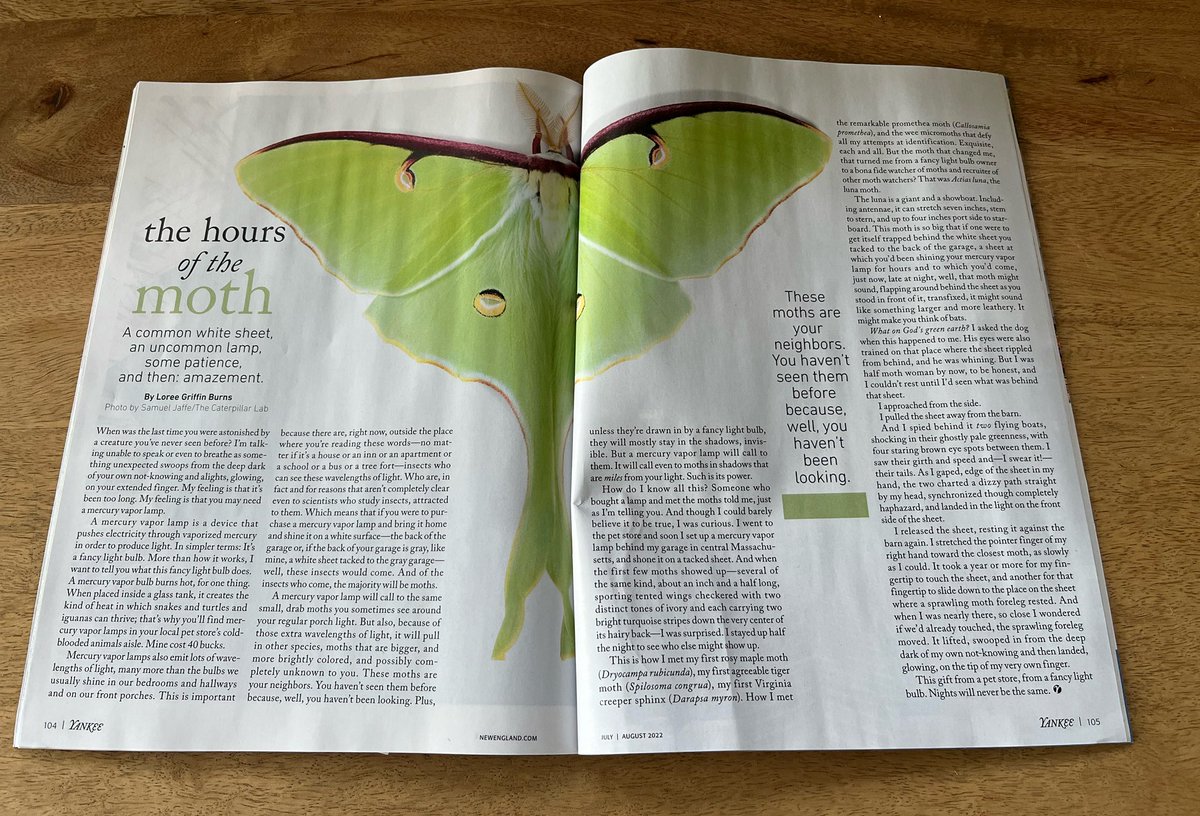 Hey! I know her! @LoreeGBurns invites us to make moonlight (and mercury vapor light) magic with local moths in the latest issue of @yankeemagazine.