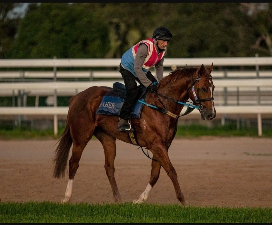 brillianceracin's tweet photo. Mixed emotions as we say goodbye to one of our Brilliance runners.

Wild Amber has been sold to Hong Kong and we look forwards to following his career overseas. 

Good luck to the new connections and we hope to see him in the winners stall soon! https://t.co/0XmRisQRSc
