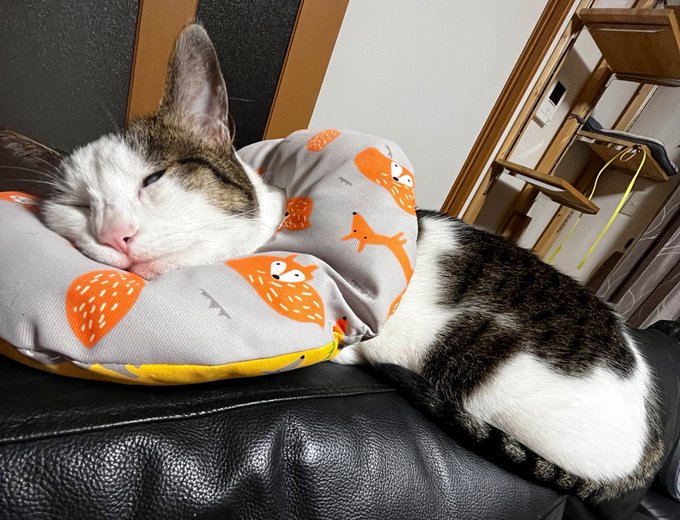 ねむり猫様 専用 Www Vetrepro Fr