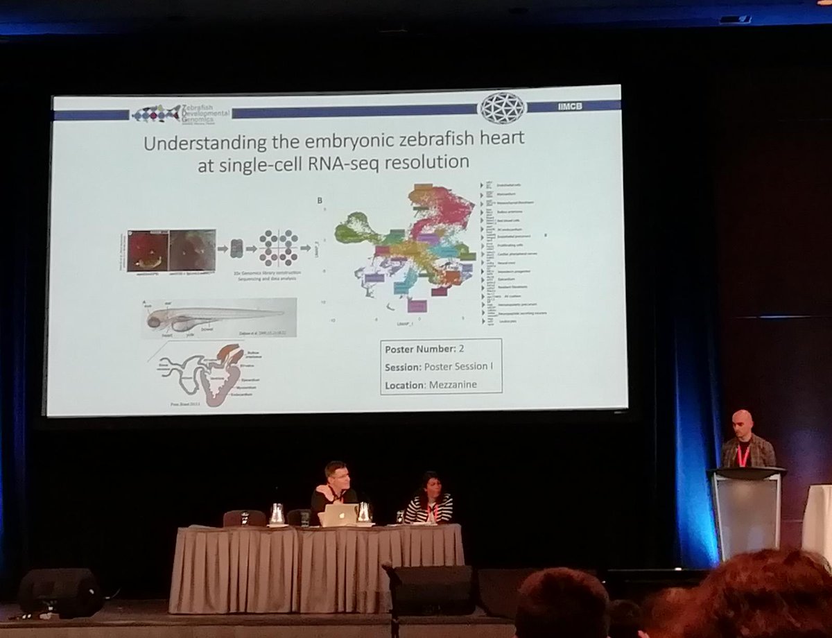 Zebrafish Developmental Genomics Lab tweet media