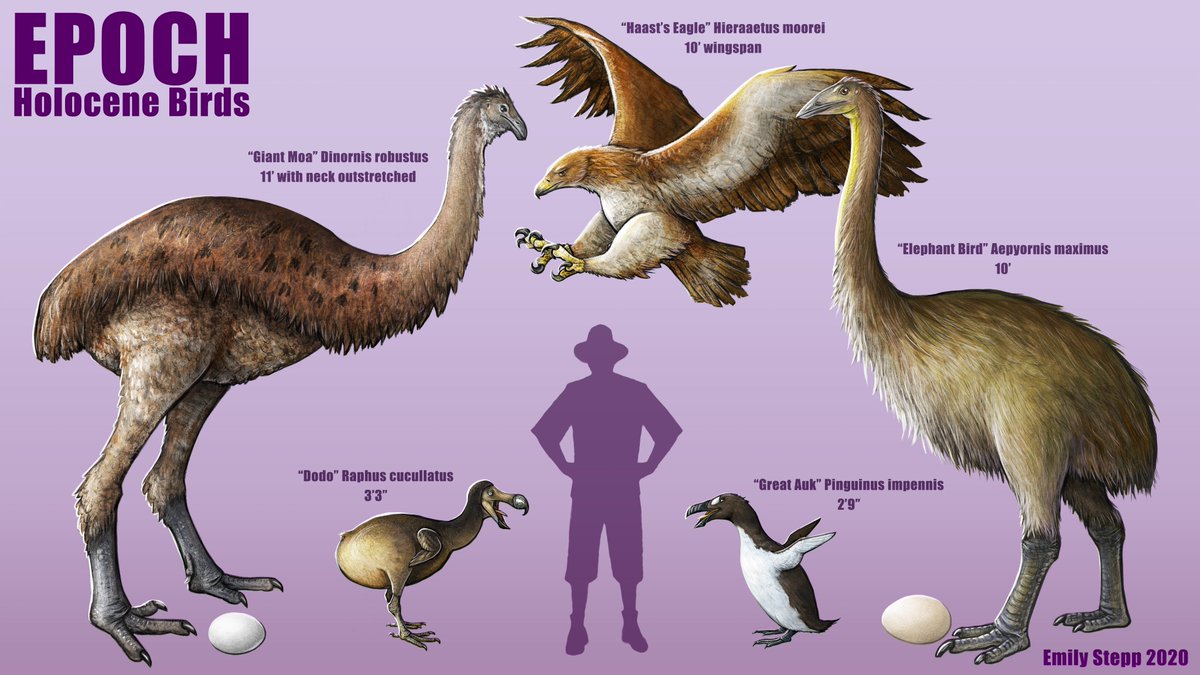 Emily_Art's tweet photo. Have some bird art. https://t.co/lewHgKQIFs
