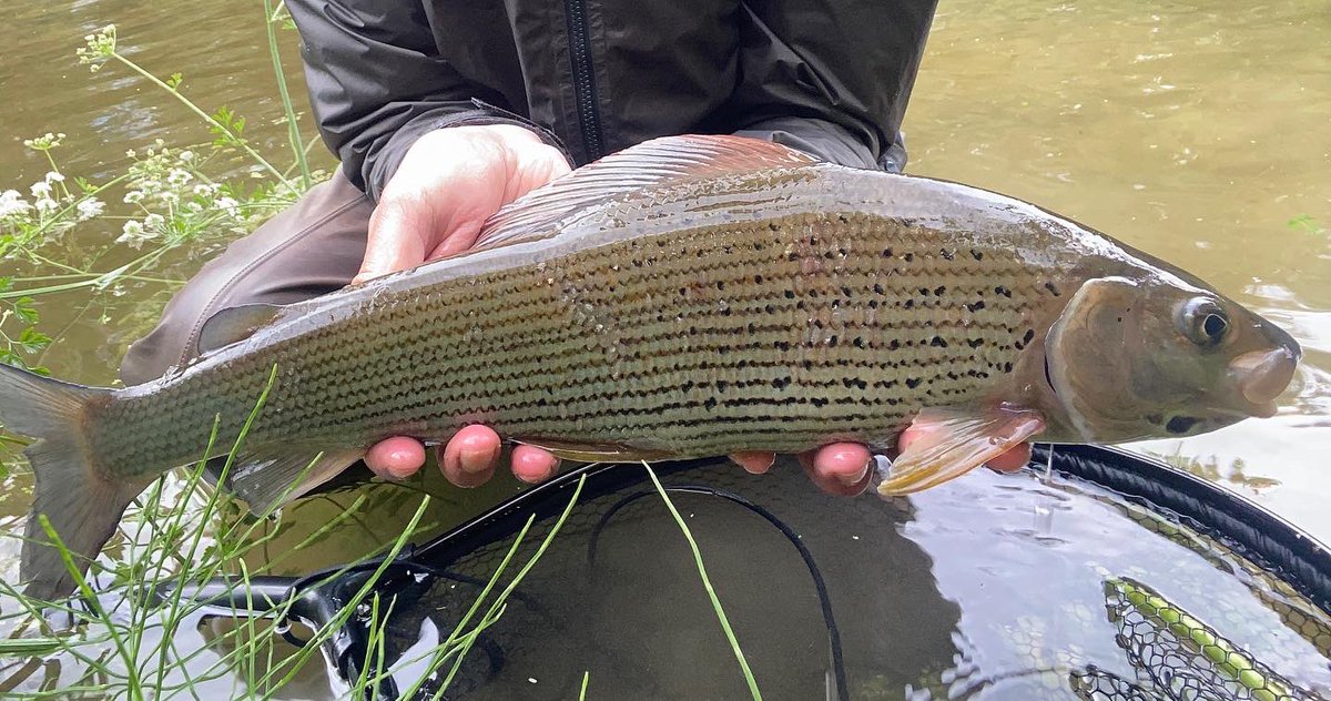 PhilFlyFishing's tweet photo. What a great day, plenty of fish taking spiders, dries, nymphs, couldn’t go wrong . A couple of the better stamp of fish from today..
.
#perfectingperformance #sageflyfish #flyfishing https://t.co/i5XJHLOR9P