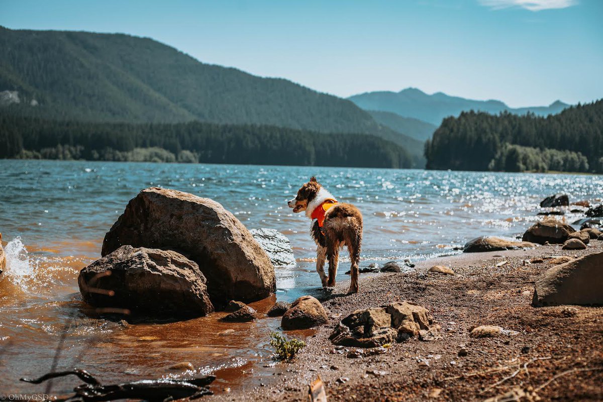 OhMyGSDs || OMyAussie tweet media