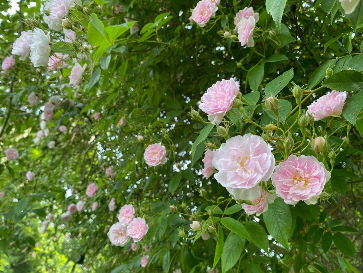 kinakostockholm's tweet photo. Celebrated Swedish Midsummer at Fredriksdal in Helsingborg🇸🇪
ヘルシンボリのフレドリクスダール野外博物館&庭園の夏至祭に行ってきました。
お決まりのカエルダンス🐸😆
バラ園のバラが綺麗でした🌹
#midsommar #fredriksdal #helsingborg #visithelsingborg #visitsweden #夏至祭 #スウェーデン https://t.co/BotfSuKRL2
