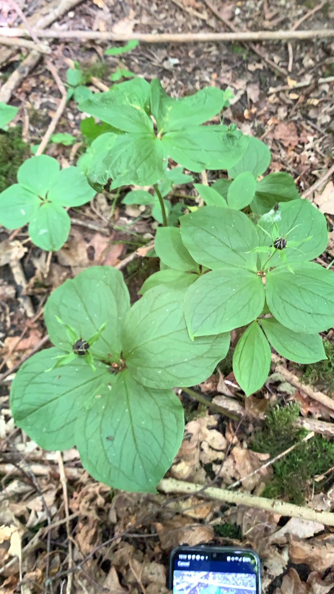 Another delight to see in Bradfield Woods nature reserve this week was the ancient woodland indicator species Herb Paris. This wood has been under continued coppice management since at least AD1252. ⁦@suffolkwildlife⁩ #30DaysWild