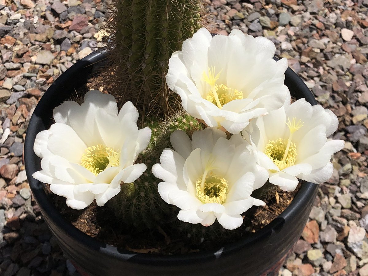 TravelArtPhoto's tweet photo. @VisualsbySauter #ArizonaSpring https://t.co/vA2cd7aqLJ