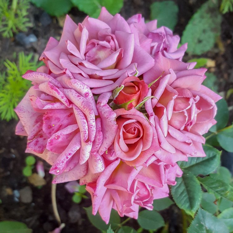 ZinniaCE's tweet photo. #RoseAwarenessWeek day 6 - 'Incognito' miniature #rose, quite a unique and striking colour, a sort of mix of mauve, pink &amp; russet with a yellow reverse. https://t.co/NCfmA21fqc
