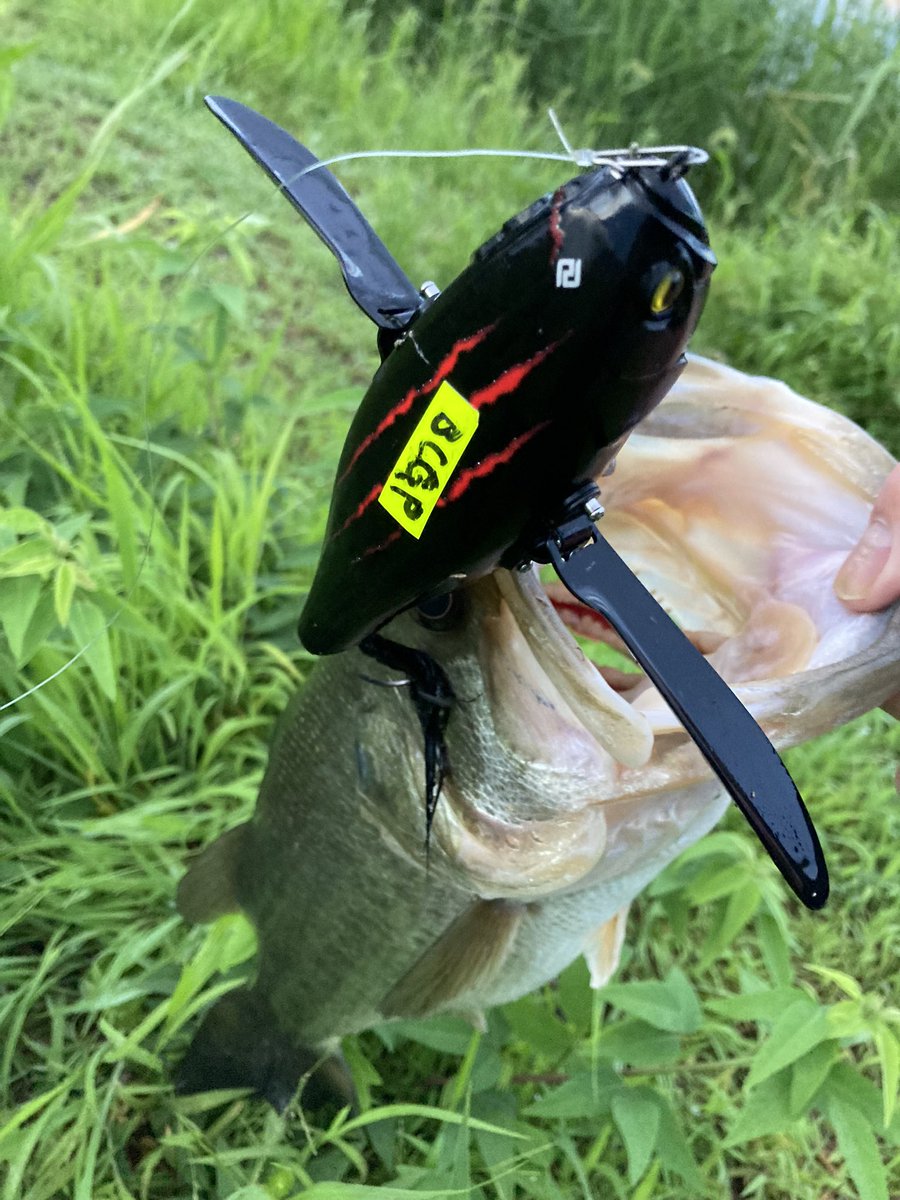 boxxp4p's tweet photo. 久しぶりのデカ羽根フィッシュ♪気持ちええっす^_^
①デカダッジ
②51cm
③2機種目
#デカハネGP
#cbgp https://t.co/R3xazZfGto