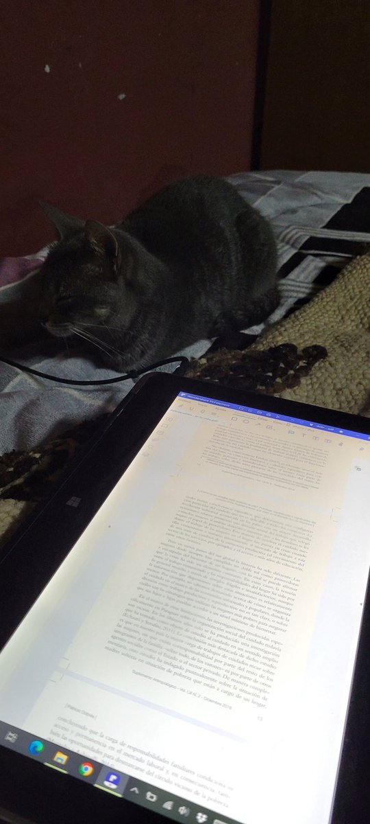 Mientras se lee para tesis, la más  mimada de la casa acompaña en este día lluvioso y con mate en mano.