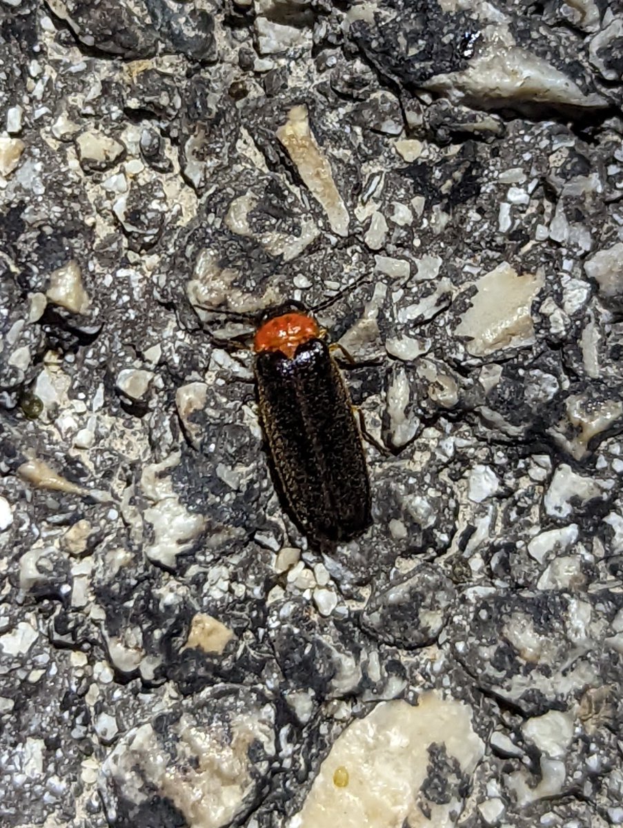 This is what a firefly looks like close up (sadly none of the videos of them flying around turned out well ☹️)
#italyofc