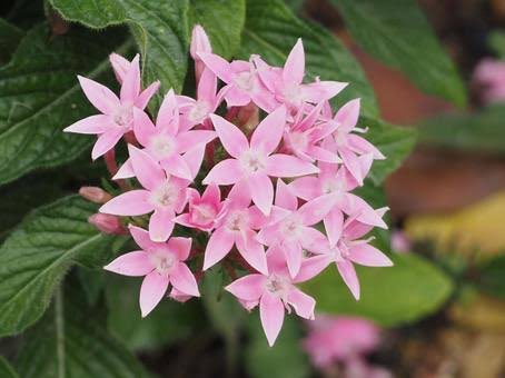 咲耶 みんなおは咲く 雨の予報だったけど 朝から快晴なんだけどwww 予報見ても 14時に 40 ってなってるだけ さすが晴れ男や って事で朝活してきまぁ W ゞｸｲｯ 6月26日の 誕生花 ペンタス 花言葉 絆 友達の
