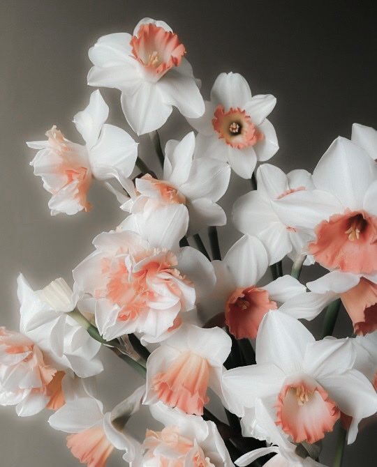 pudicitiia's tweet image. ⠀⠀    
   ⠀⠀ ⠀⠀   
           【  𝐓𝐇𝐄 𝐓𝐇𝐈𝐑𝐃 𝐒𝐈𝐒𝐓𝐄𝐑  】
⠀⠀ 
⠀⠀ ⠀         𝖓𝖆𝖗𝖈𝖎𝖘𝖘𝖆 𝖇𝖑𝖆𝖈𝖐.
 ⠀
  ⠀⠀     ғᴏʀ ᴛʜᴇ ᴇʏᴇɪɴɢ ᴏғ ᴍʏ sᴄᴀʀs,
    ⠀⠀          ᴛʜᴇʀᴇ ɪs ᴀ ᴄʜᴀʀɢᴇ 
  ⠀⠀  ғᴏʀ ᴛʜᴇ ʜᴇᴀʀɪɴɢ ᴏғ ᴍʏ ʜᴇᴀʀᴛ——
  ⠀⠀