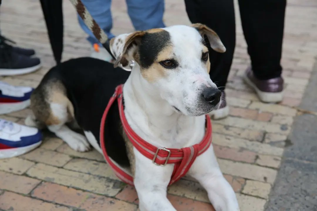 subaalcaldia's tweet photo. 🐶😻Hoy, conformamos la Red Local de Proteccionistas de Animales de Suba, RELPAS, para atender animales en condición de vulnerabilidad.
💪Entregamos kits de insumos para hogares de paso y fortalecemos acciones con otras entidades y con proteccionistas locales.
#DeLaManoConSuba https://t.co/qL5aLJxuSY