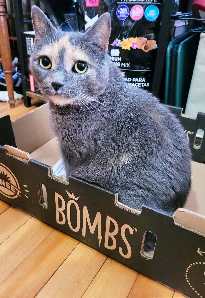 Bodegacats_'s tweet photo. https://t.co/NwyHNykoa9