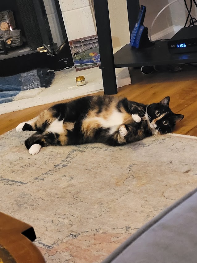 IngiHouse's tweet photo. This is Mocha, a bitch from #Baltimore  who was forced to give birth on the streets before moving to become a mountain tiger. She just heard what happened and is ready to combine her street smarts and wild life skills to take down some liars! #catsjudgingthesupremecourt https://t.co/IENRbLUPJ8