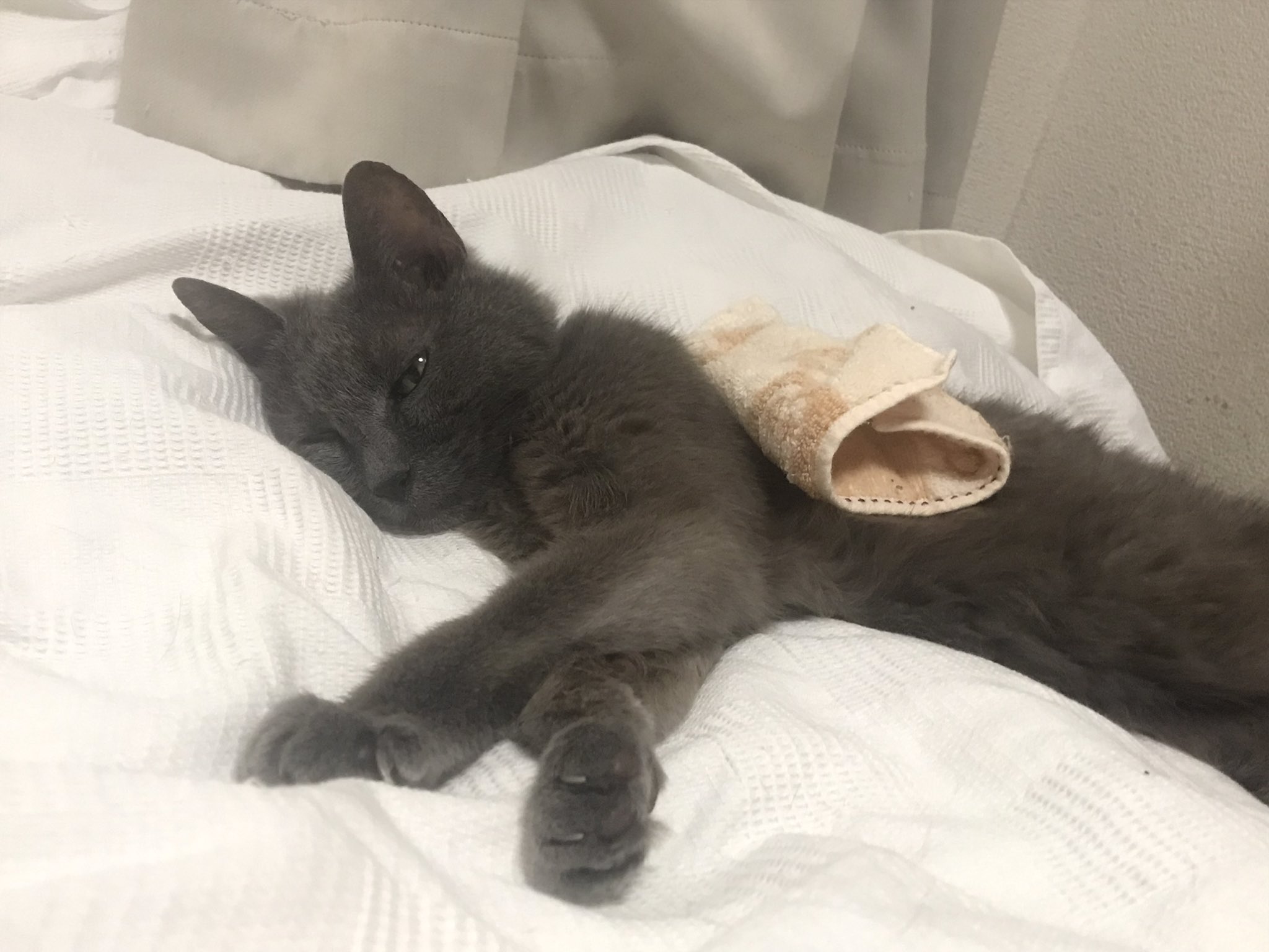 深谷かほる 夜廻り猫 9巻 居心地良くと いろんなことを考えるしづさんです Twitter