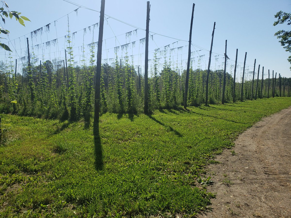 End of June in the Hop Yard. Soon it will be time to being the sheep in for weeding. #onhops #certifiedorganic #organichops