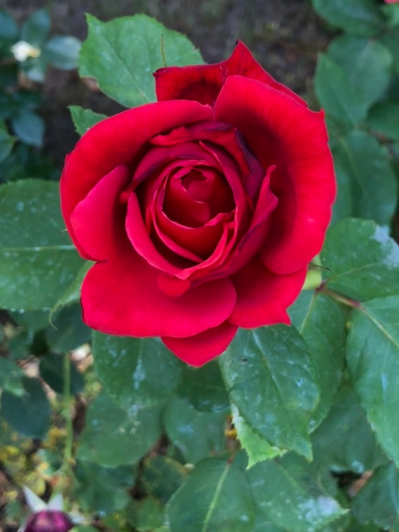 Un sourire...
Un appel...
Un courrier...
Une visite...
Un partage...
Que ce dimanche soit fleuri de jolis moments.
Pour toutes et tous, si cela était possible.
#journeefleurie