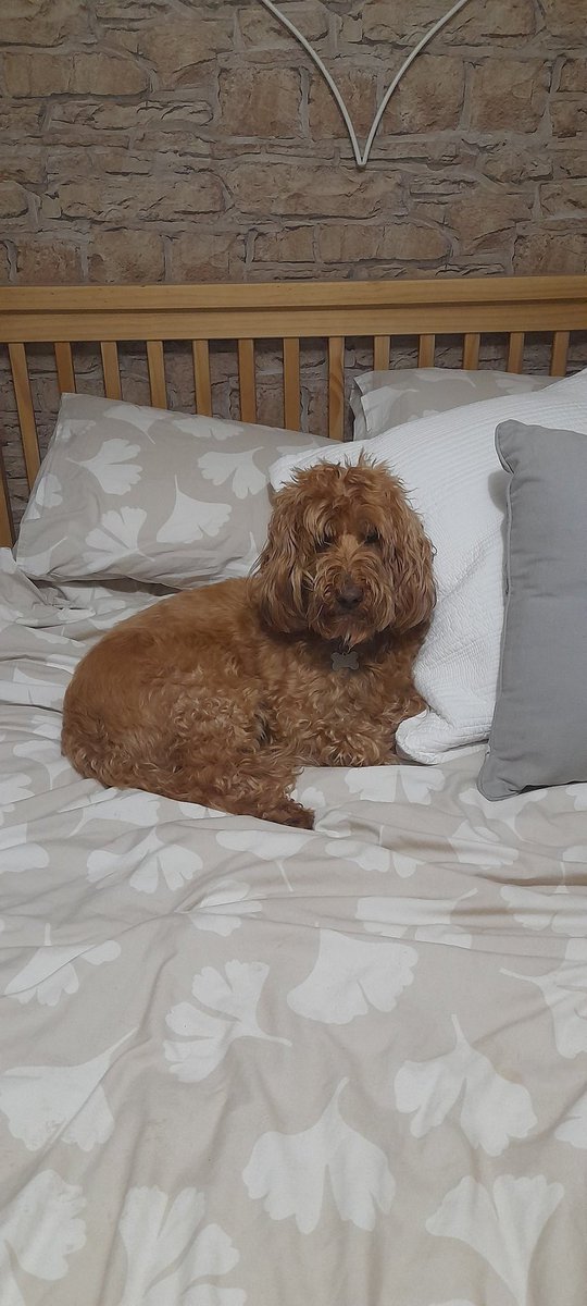 MiloNames's tweet image. It's been a tiring day testing my new bike out. My Humans said Bedtime so I have to get in quick before they pinch my spot. Sweet Dreams new frens