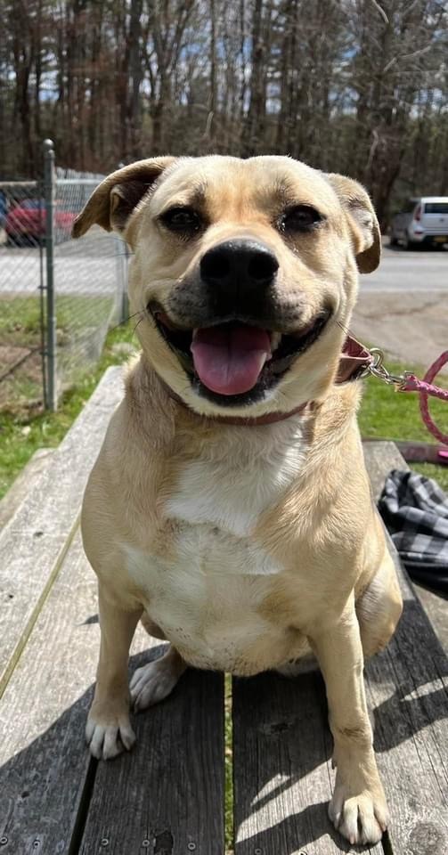 FindABuddyNYC's tweet photo. Chloe is looking for a new family! https://t.co/UO5rxVOmVo https://t.co/m8DD6pRMdC
