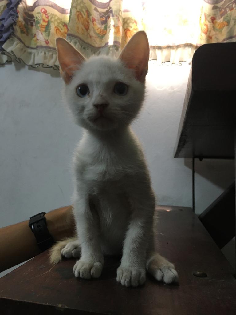apoyocanino's tweet photo. A este precioso bebé lo abandonaron en Caracas, Prado de María, dentro de un saco de escombros cerrado y echado a una pila de basura. Por fortuna lo rescatamos, ya está castrado y listo para tener una segunda #oportunidad
Te animas a adoptarlo? Es un encanto
Contacto 04169398378 https://t.co/IKyxdy2DPv